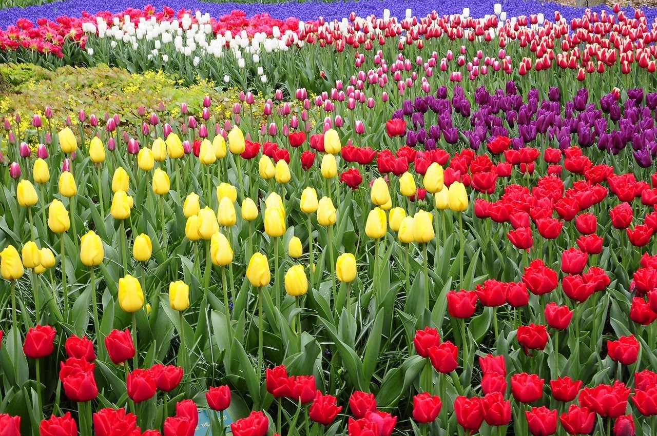 Keukenhof Gardens field of tulips